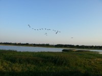 Salzwiese Ladebow